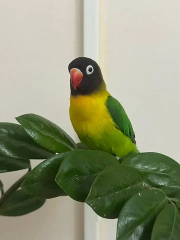 Потерян попугай неразлучник в районе 7 гор больницы - Птица в Симферополь