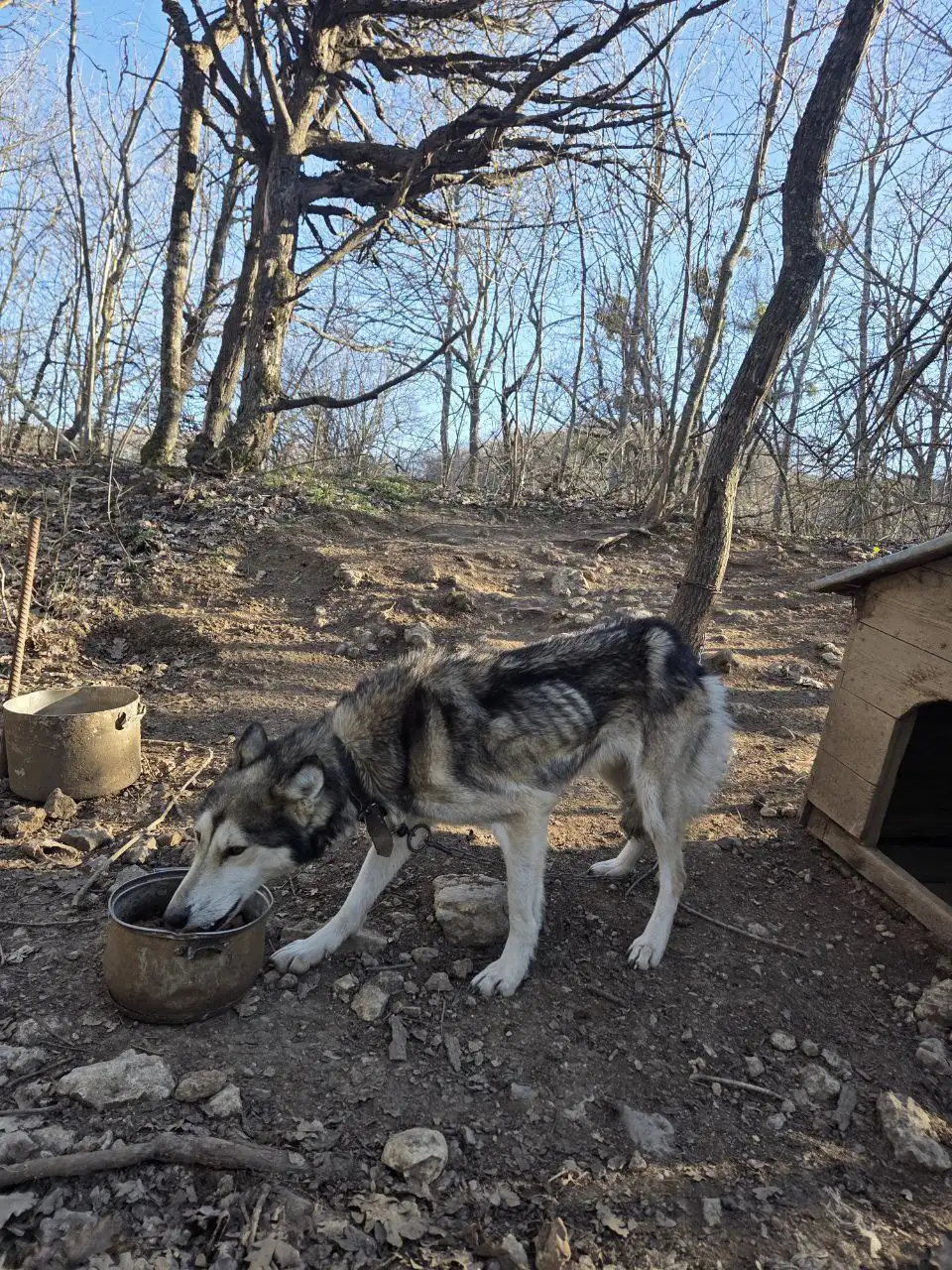 Собаки на привязи в Симферополе нуждаются в помощи - Передержка (Животные) в Симферополь
