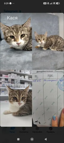 Ласковая кошечка Кася ищет дом - частное объявление в Симферополь