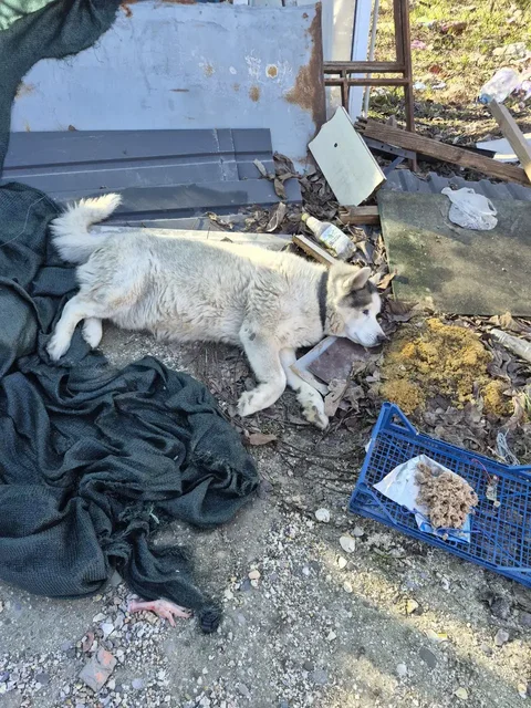 Поиск хозяина для сбитой машиной собаки породы хаски - частное объявление в Симферополь