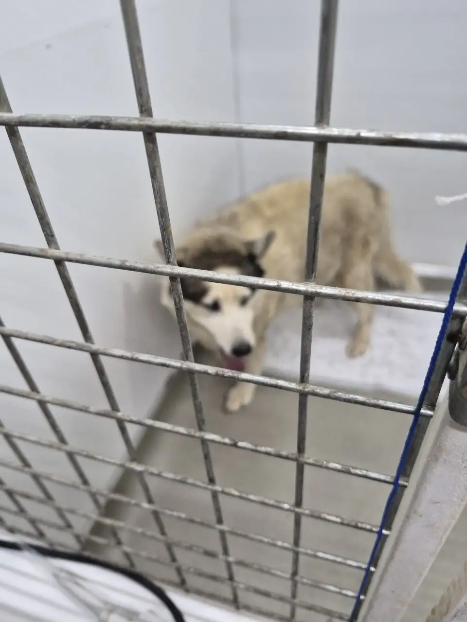 Поиск хозяина для сбитой машиной собаки породы хаски - Собаки (Животные) в Симферополь