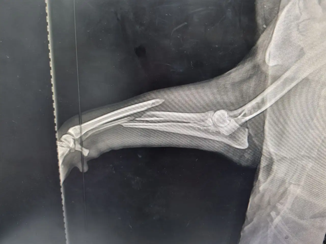 Поиск хозяина для сбитой машиной собаки породы хаски - Собаки (Животные) в Симферополь