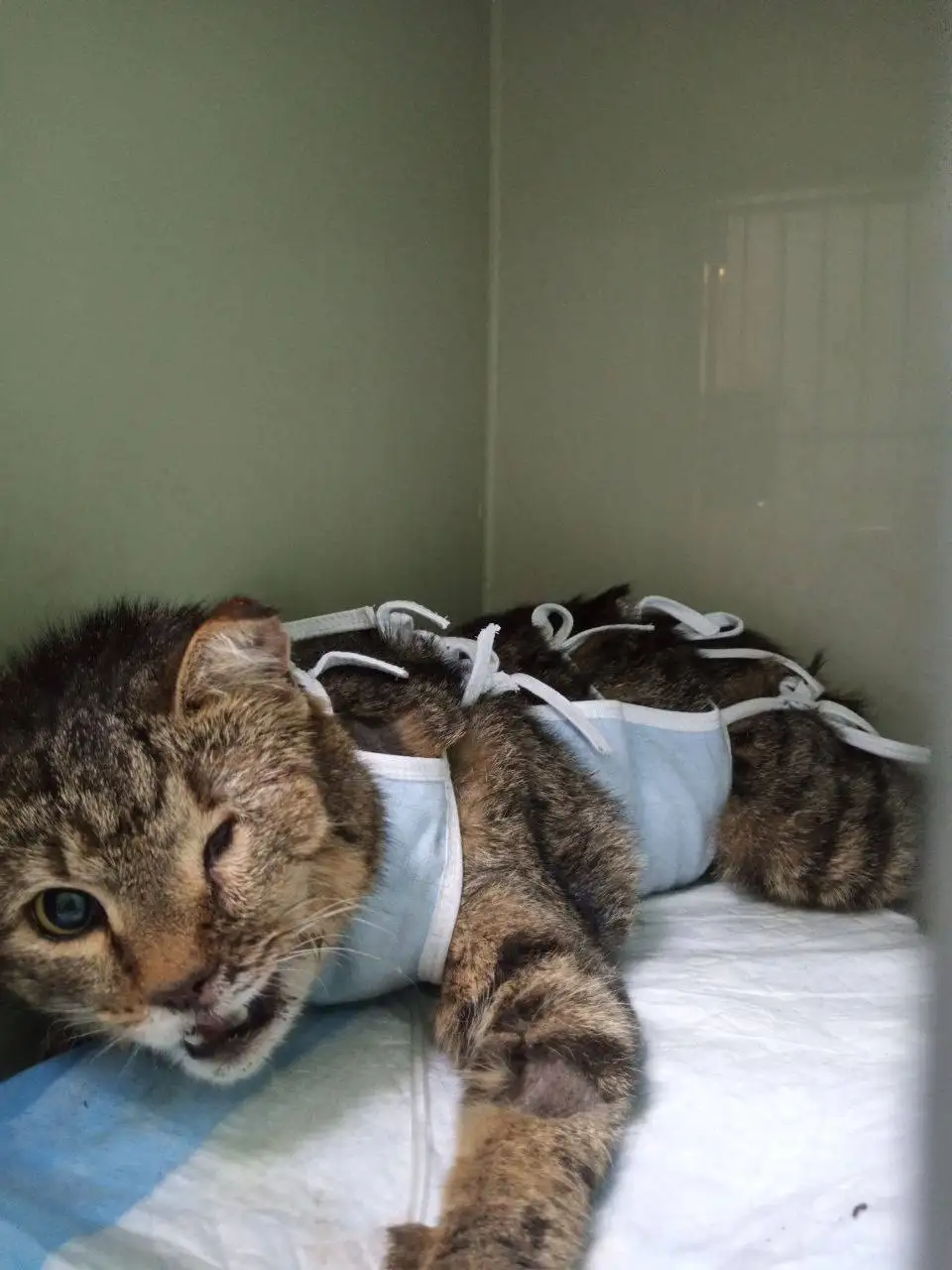 Сбор средств на лечение и передержку кошки после ДТП - Животные в Симферополь
