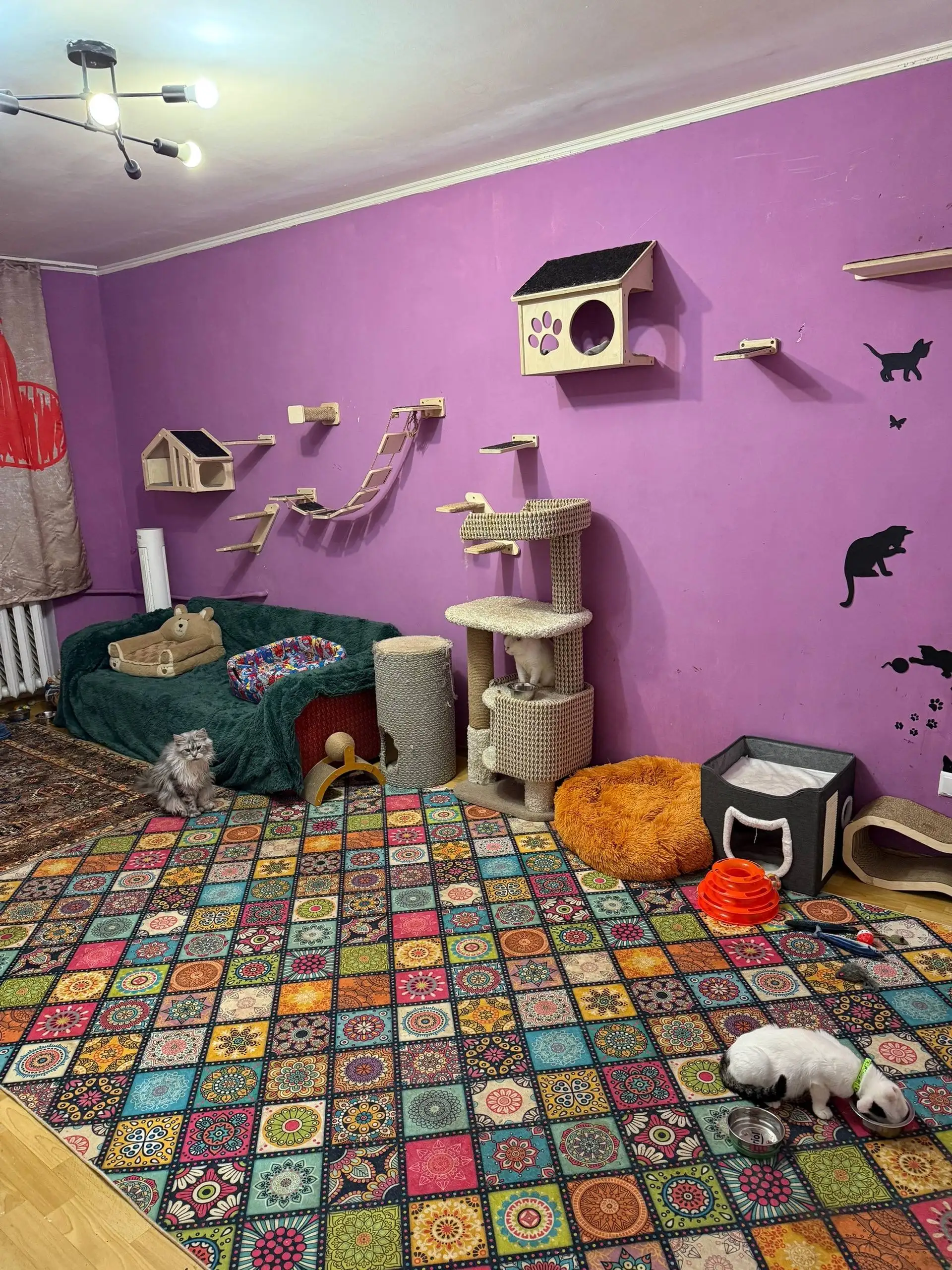 Срочно сниму дом/дачу/квартиру для передержки котиков - Передержка животных (Услуги) в Симферополь