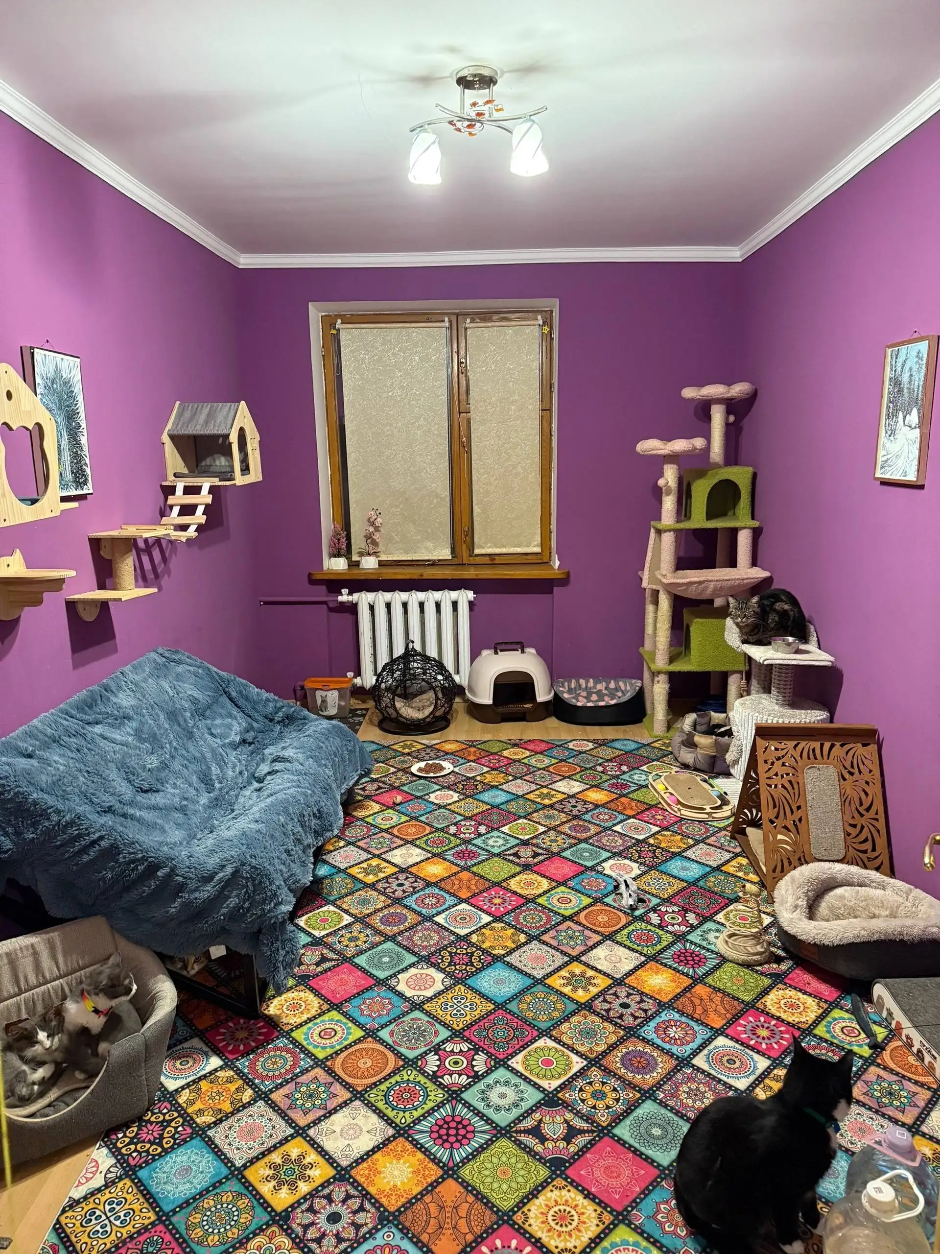 Срочно сниму дом/дачу/квартиру для передержки котиков - Передержка животных (Услуги) в Симферополь