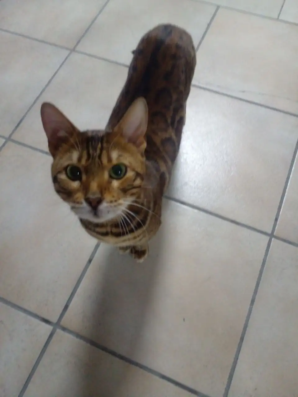 Найдена кошка породы Бенгал в Симферополе - Кошки (Животные) в Симферополь