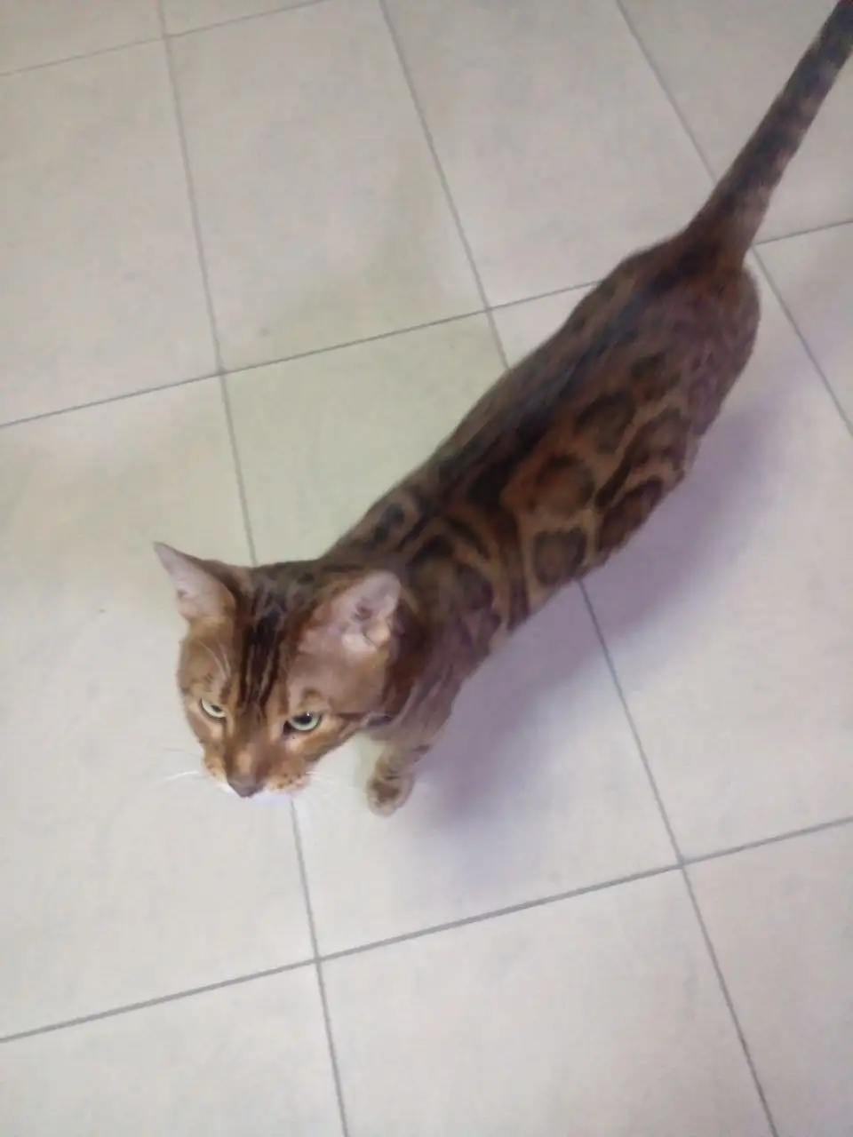 Найдена кошка породы Бенгал в Симферополе - Кошки (Животные) в Симферополь