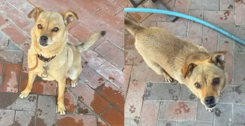 Потерялась собака Пуговка в Симферополе - частное объявление в Симферополь