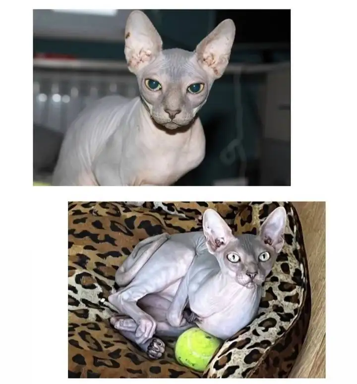 Потерялся кот породы сфинкс по кличке Габ габ в Симферополе - Потерянные животные (Животные) в Симферополь