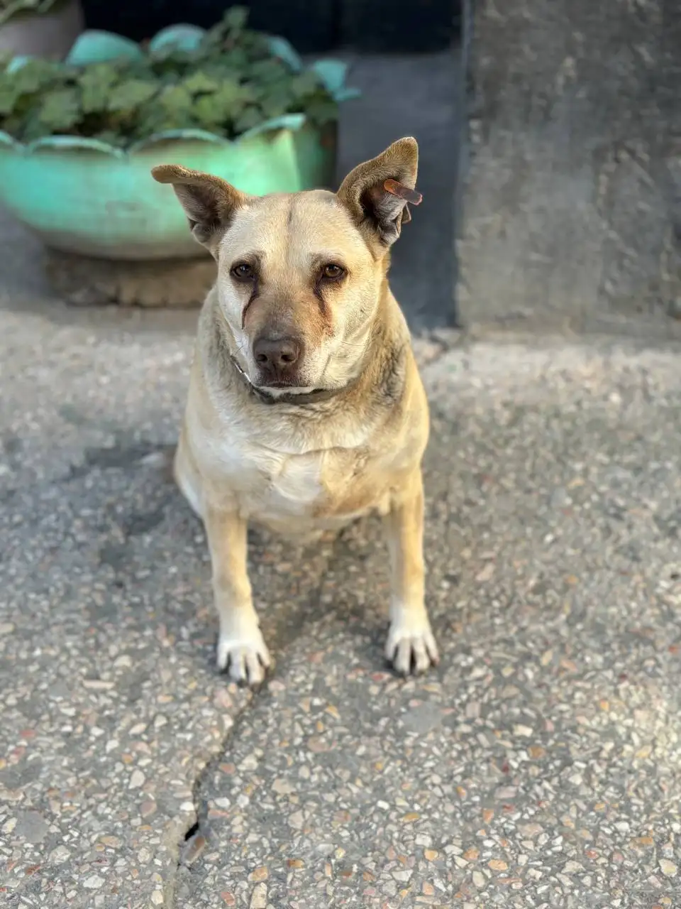 Найдена собака в Симферополе - Собаки (Животные) в Симферополь