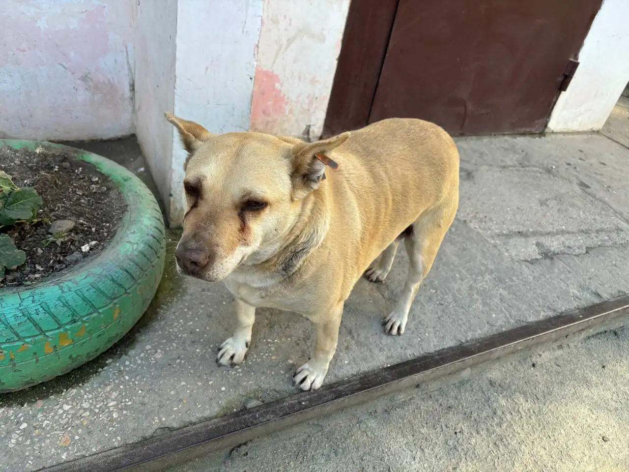Найдена собака в Симферополе - Собаки (Животные) в Симферополь