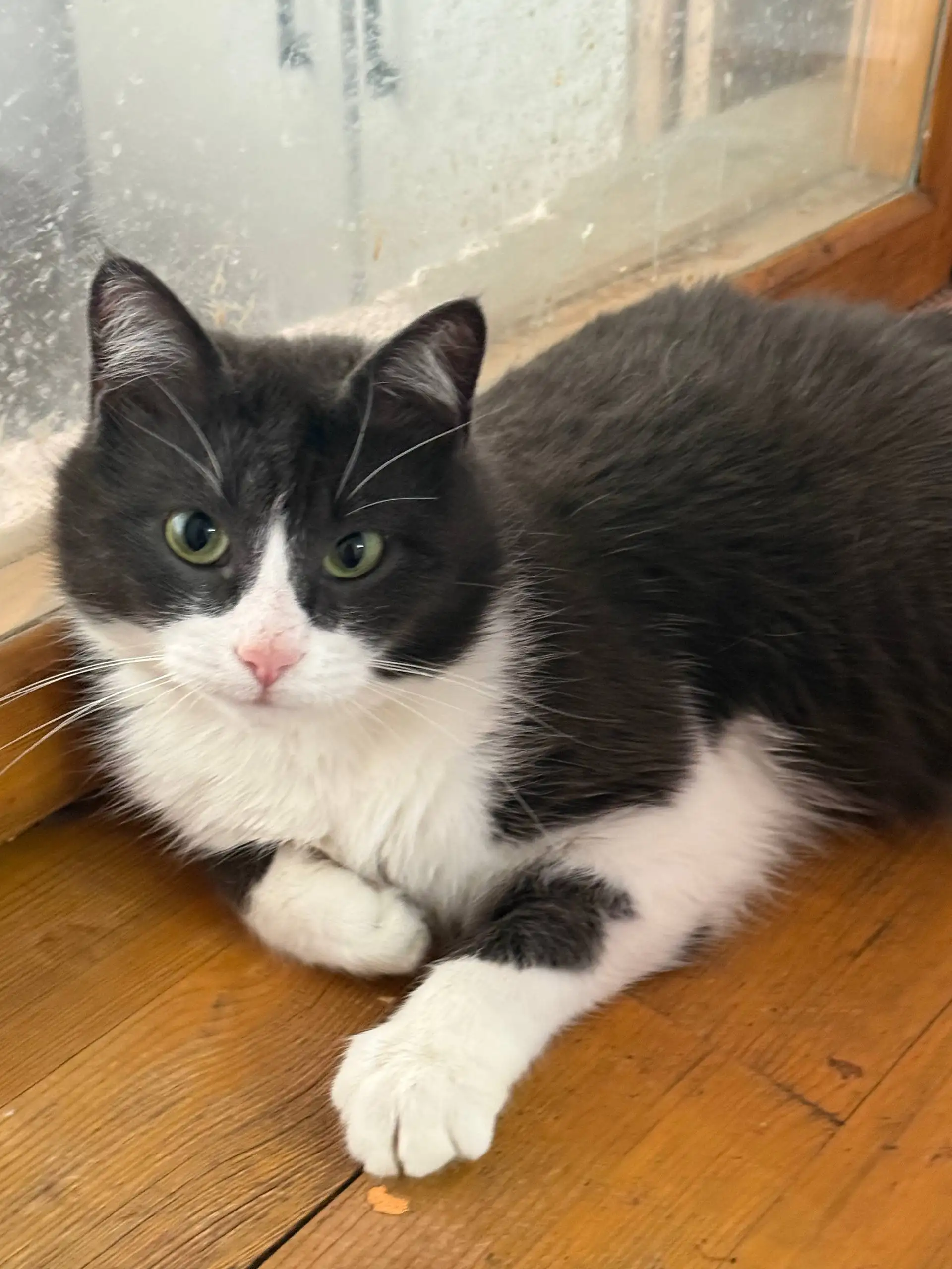 Мурзилка - ласковый кот из приюта - частное объявление в Симферополь