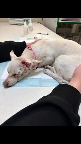 Найдена собака с травмами в Симферополе - Передержка животных в Симферополь