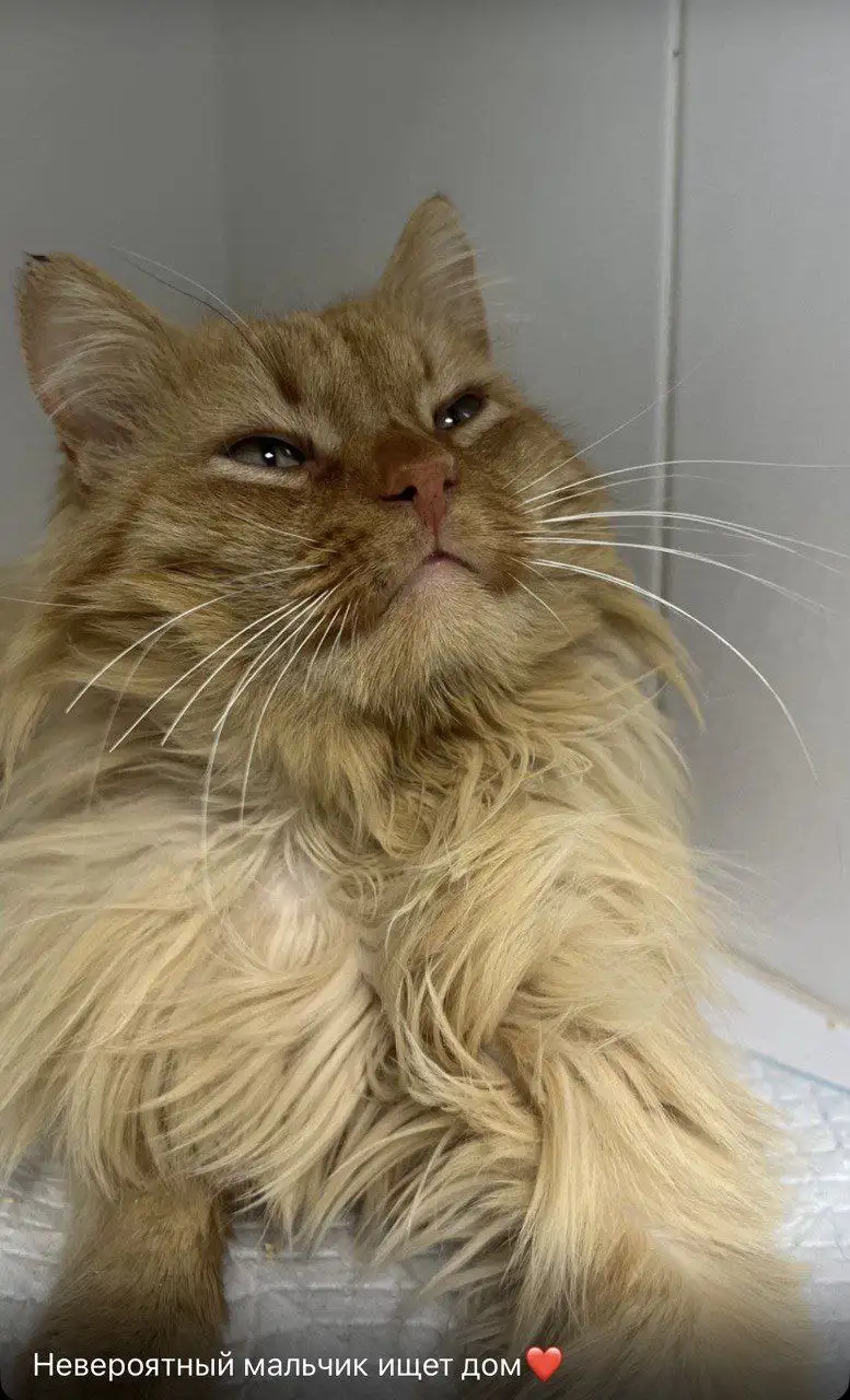 Кот ищет дом или передержку в Симферополе - Кошки (Животные) в Симферополь