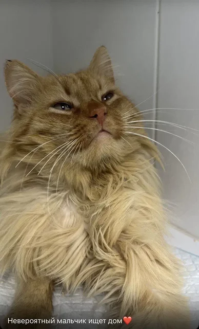 Кот ищет дом или передержку в Симферополе - частное объявление в Симферополь