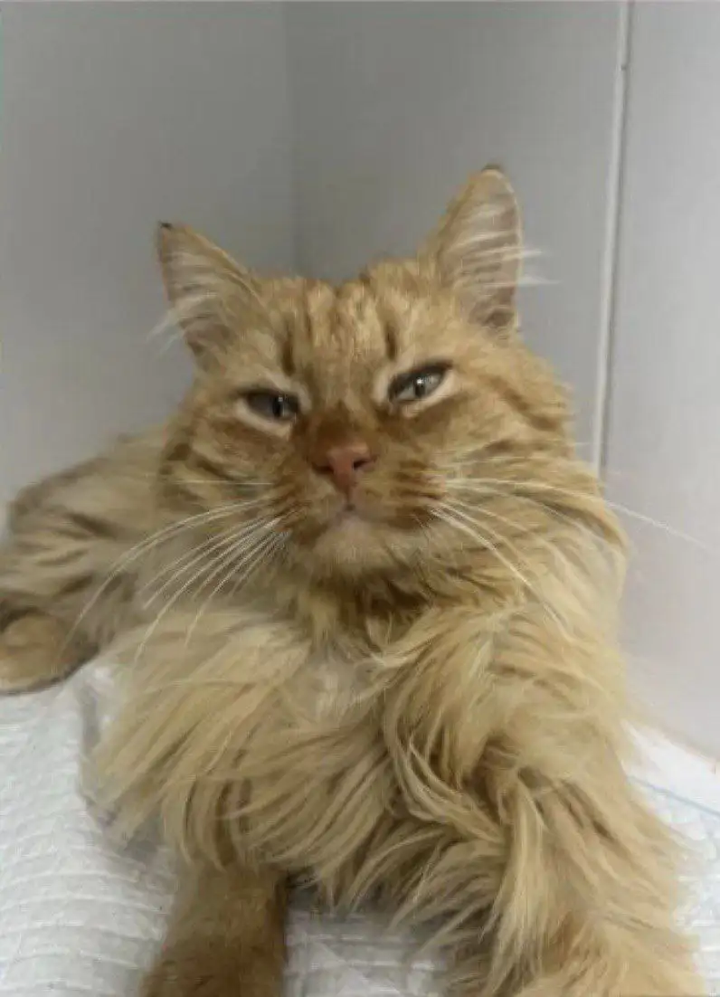 Кот ищет дом или передержку в Симферополе - Кошки (Животные) в Симферополь