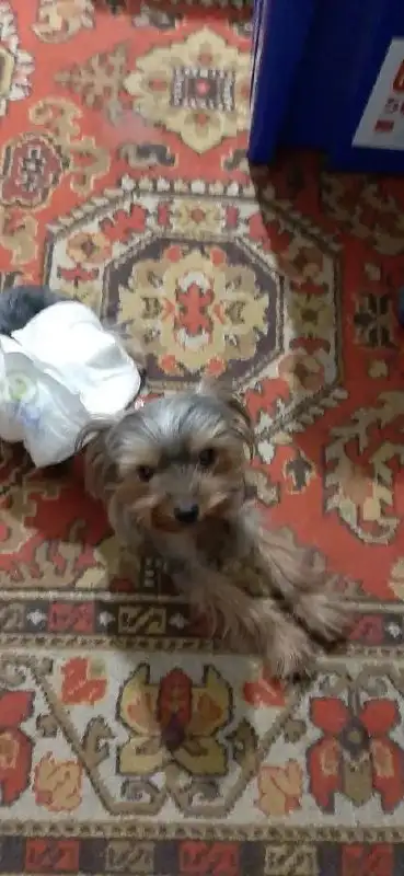 Найден йоркширский терьер в Трехпрудном - Собаки (Животные) в Симферополь