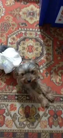 Найден йоркширский терьер в Трехпрудном - частное объявление в Симферополь