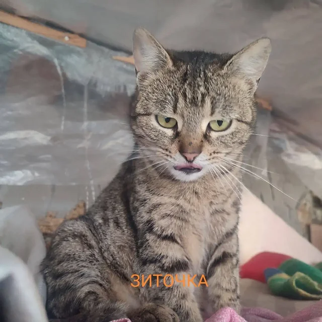 Сбор средств на стерилизацию трёх бездомных кошек - частное объявление в Симферополь