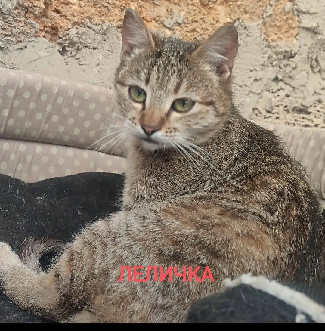 Сбор средств на стерилизацию трёх бездомных кошек - Кошки (Животные) в Симферополь