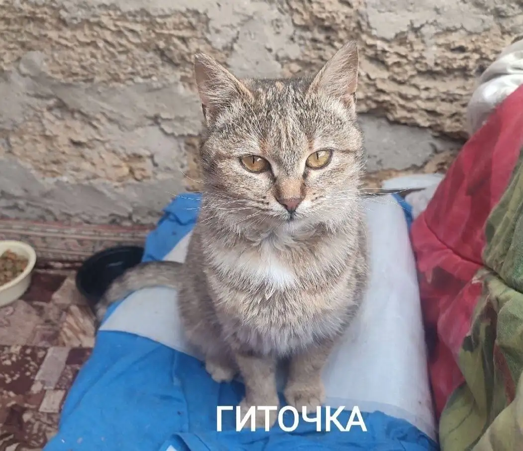 Сбор средств на стерилизацию трёх бездомных кошек - Кошки (Животные) в Симферополь