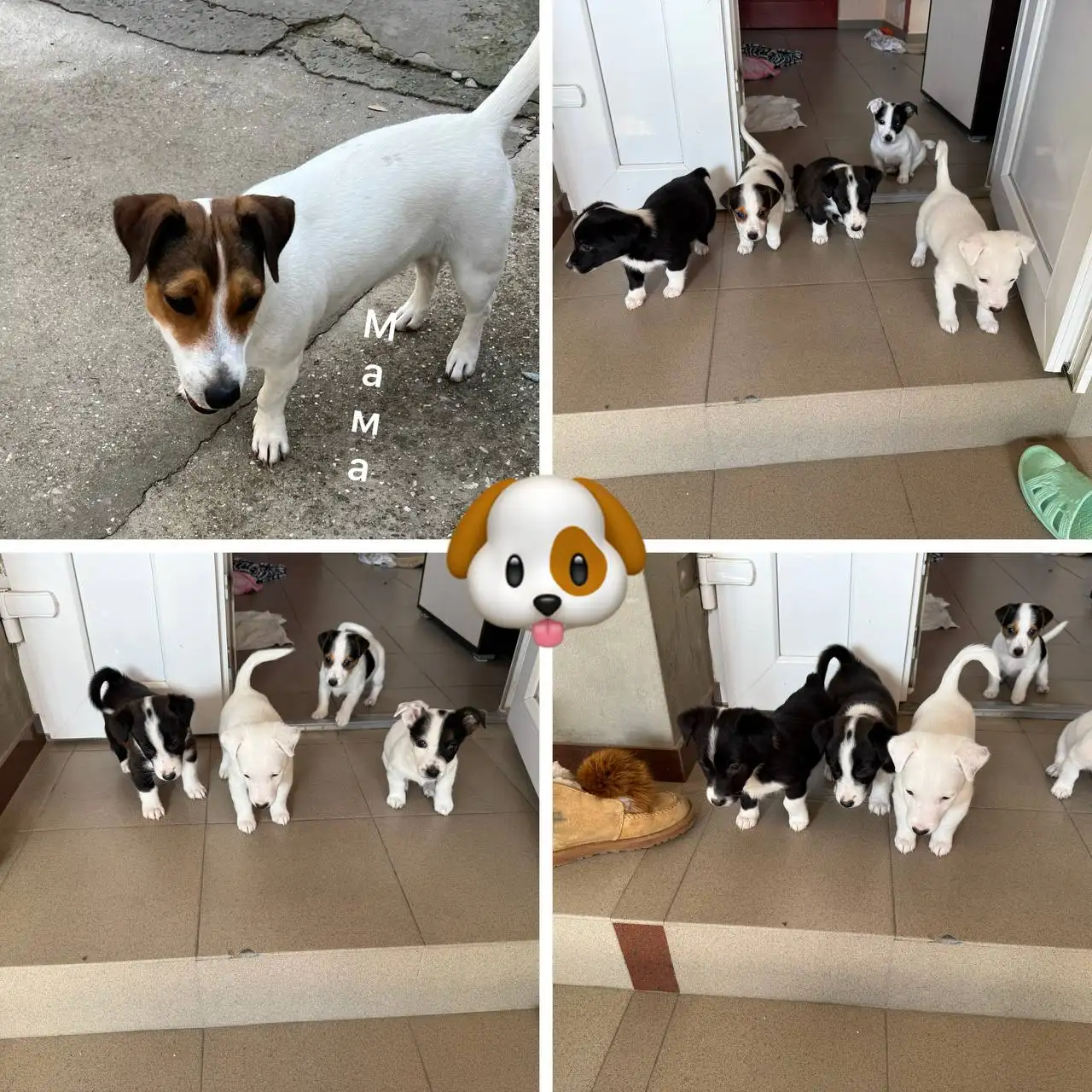 Щенки отдам в добрые руки - Собаки (Животные) в Симферополь