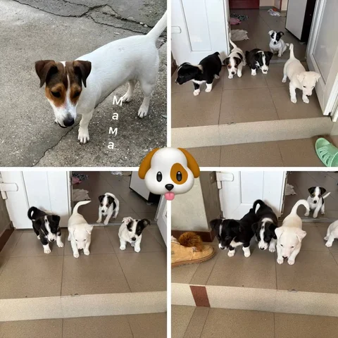 Щенки отдам в добрые руки - Собаки в Симферополь