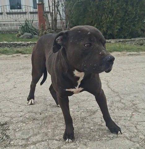 Найден питбуль в пгт Зуя - Собаки в Зуя