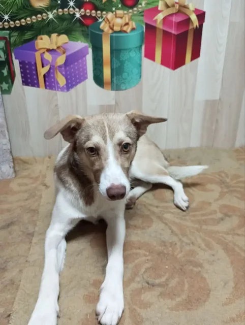 Тиша щенок ищет дом в Симферополе - частное объявление в Симферополь