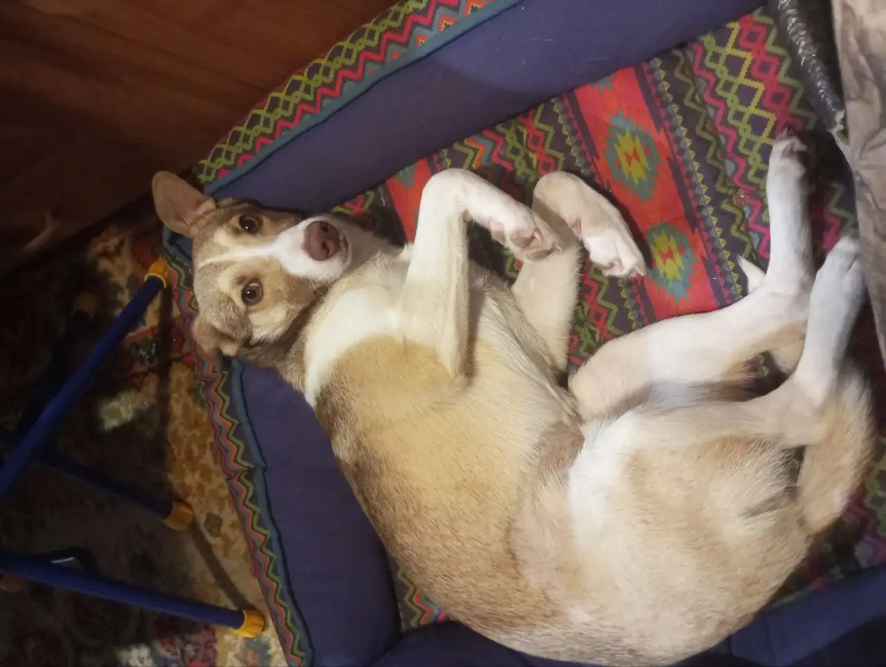 Тиша щенок ищет дом в Симферополе - Собаки (Животные) в Симферополь