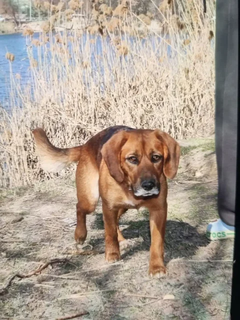 Пропала собака Дуся в Симферополе - Рептилии в Симферополь