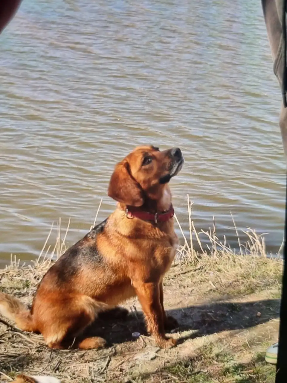 Пропала собака Дуся в Симферополе - Поиск животных (Животные) в Симферополь