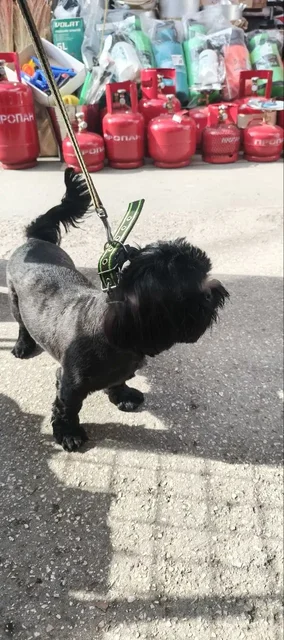 Найдена собака, кобель - Рептилии в Симферополь