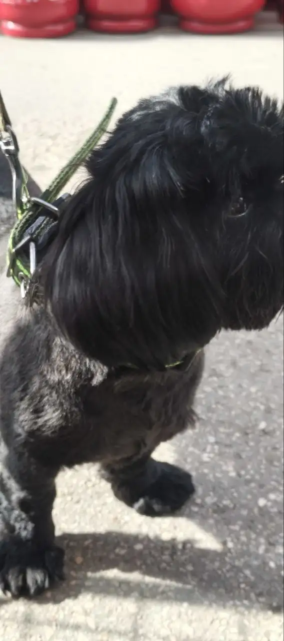 Найдена собака, кобель - Собаки (Животные) в Симферополь