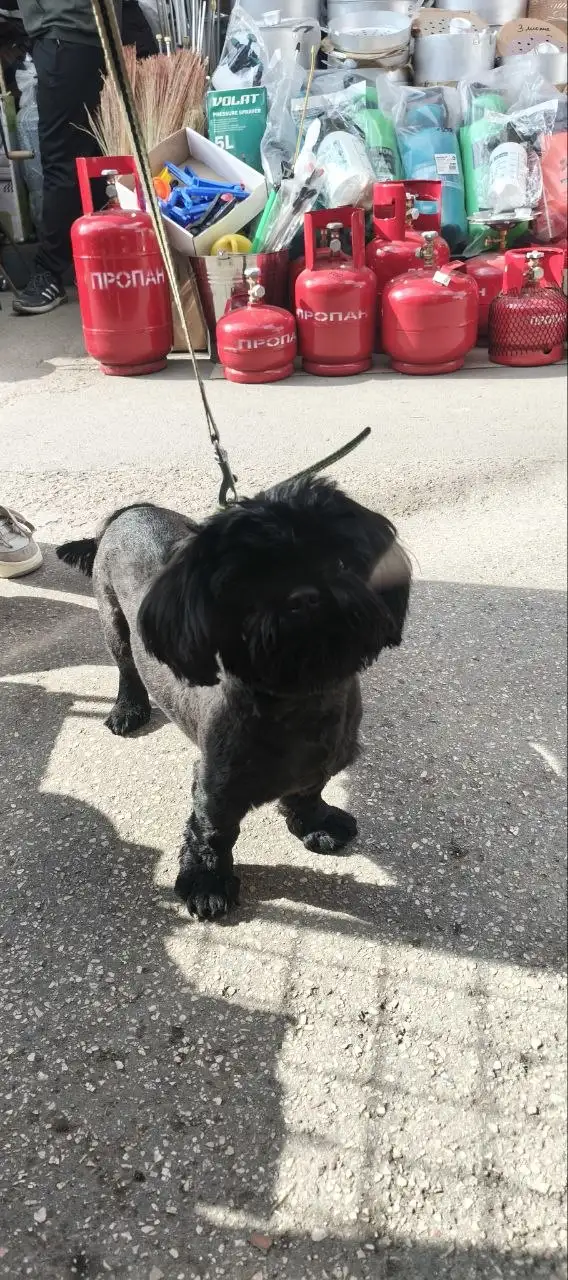 Найдена собака, кобель - Собаки (Животные) в Симферополь
