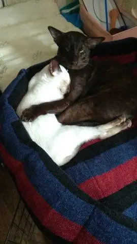 Пропал ориентальный кот Майкл в Симферопольском районе - Потерянные животные (Животные) в Симферополь