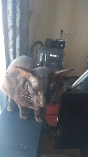 Пропал ориентальный кот Майкл в Симферопольском районе - Потерянные животные (Животные) в Симферополь