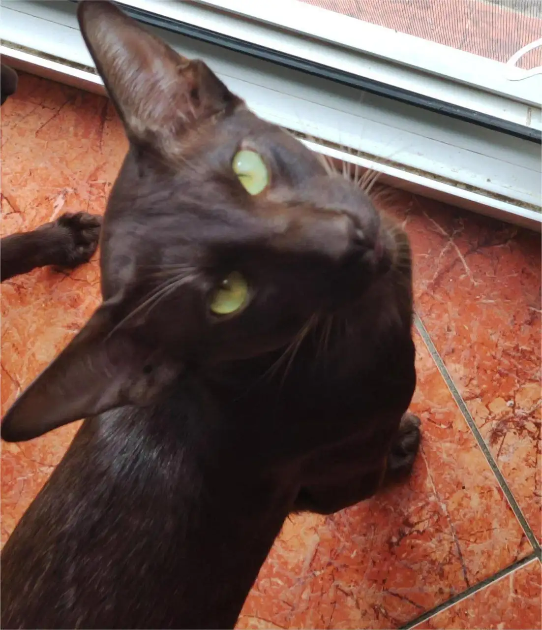 Пропал ориентальный кот Майкл в Симферопольском районе - Потерянные животные (Животные) в Симферополь