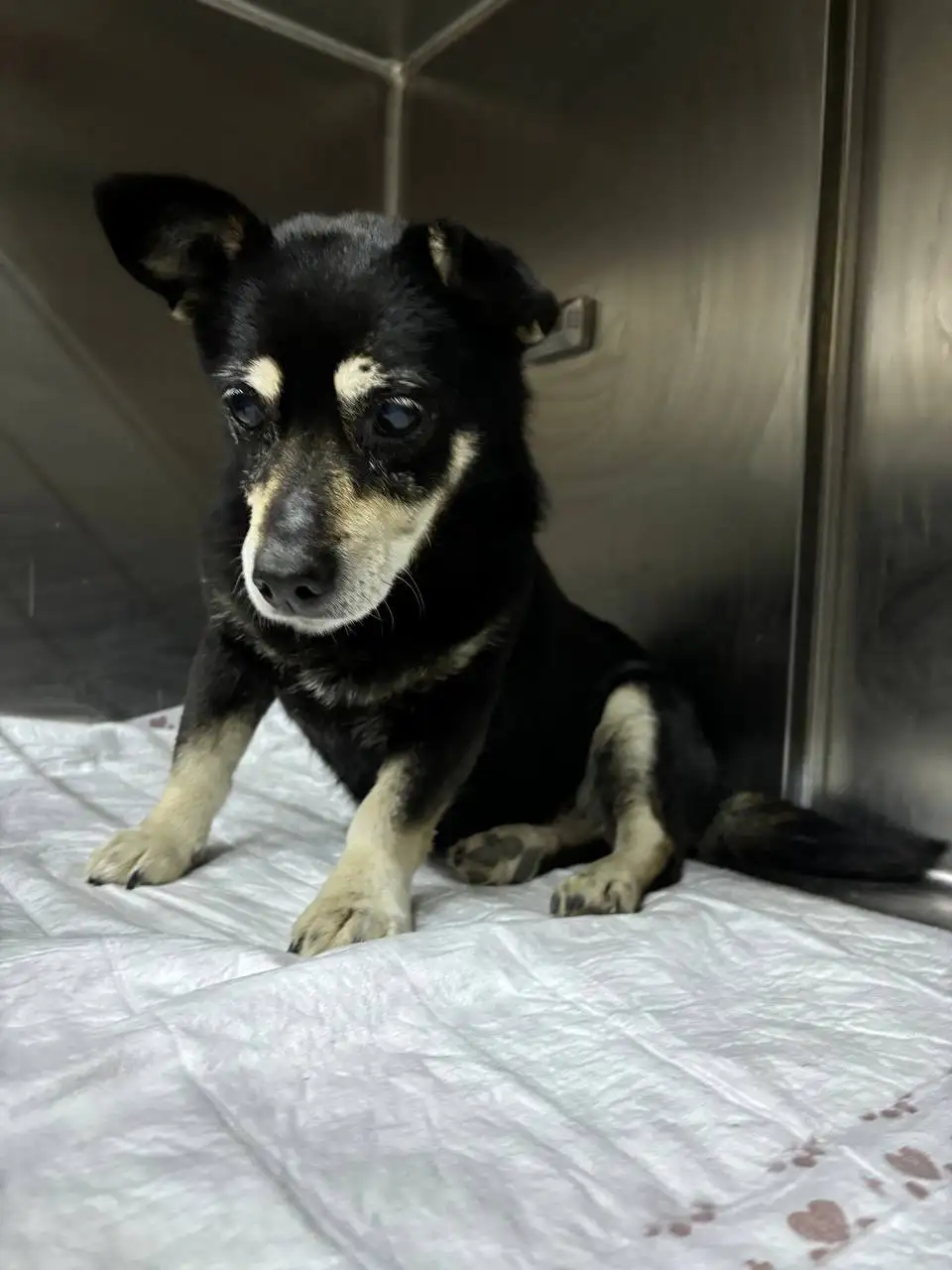 Потерянная собака в Симферополе - Собаки (Животные) в Симферополь