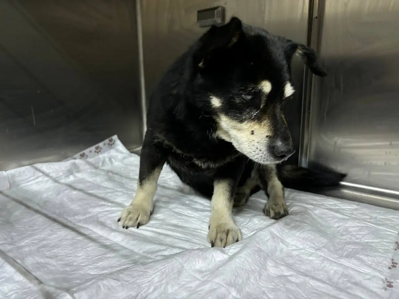 Потерянная собака в Симферополе - Собаки (Животные) в Симферополь