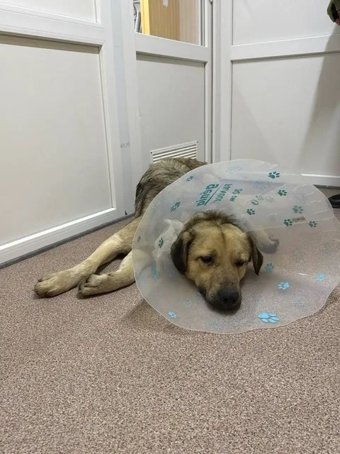 Найден раненый пес в Симферополе - Пропажа животных в Симферополь