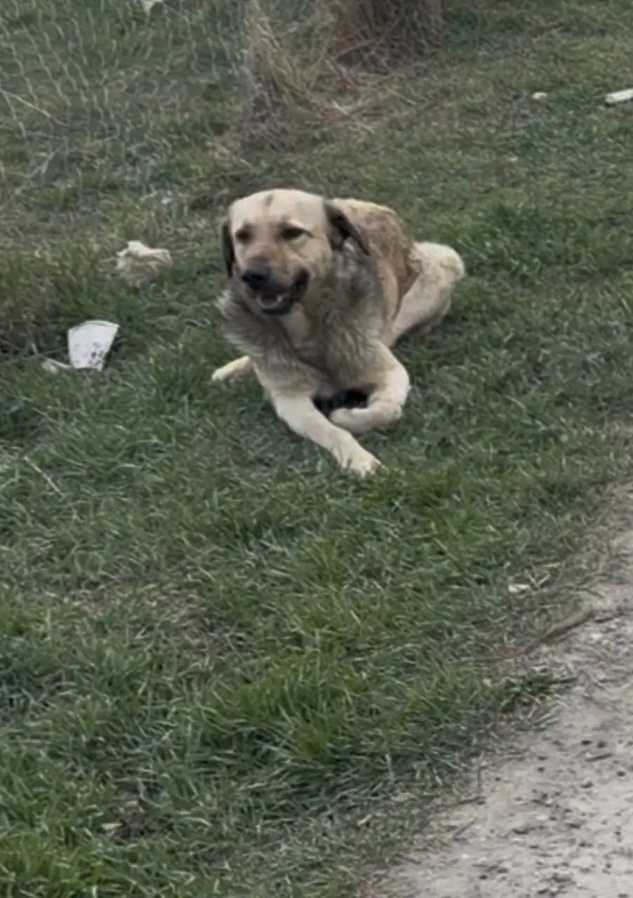 Найден раненый пес в Симферополе - Собаки (Животные) в Симферополь