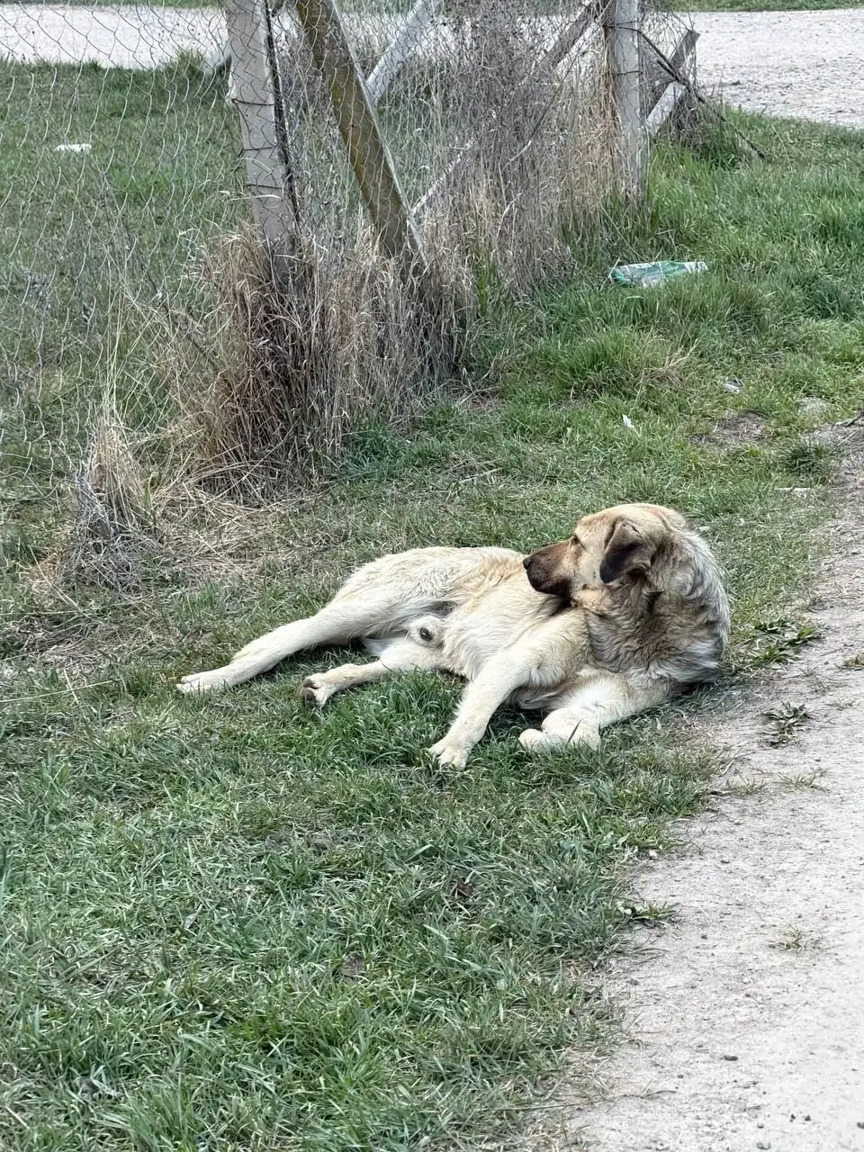 Найден раненый пес в Симферополе - Собаки (Животные) в Симферополь