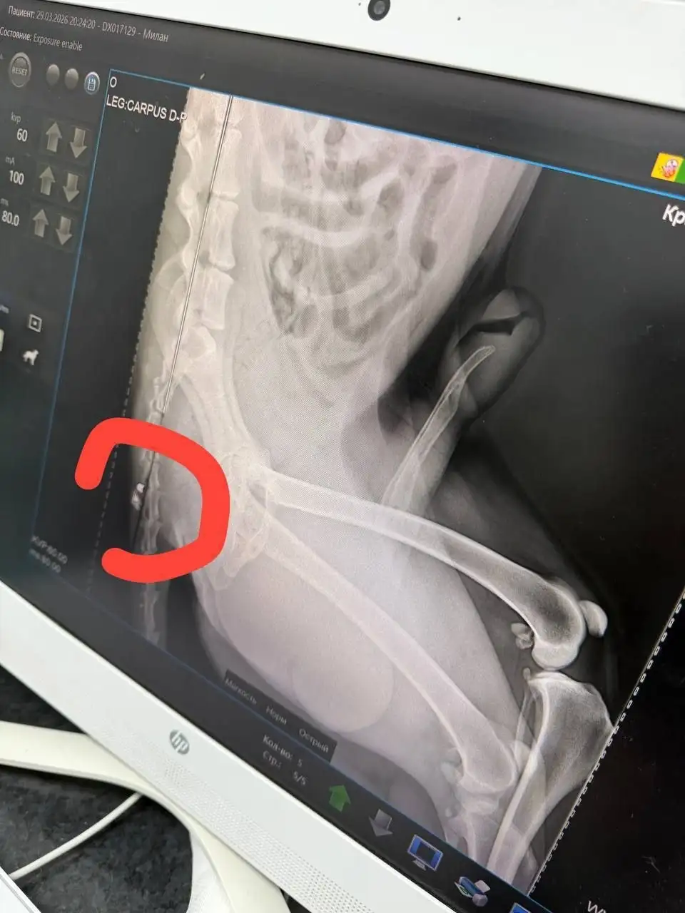 Найден раненый пес в Симферополе - Собаки (Животные) в Симферополь