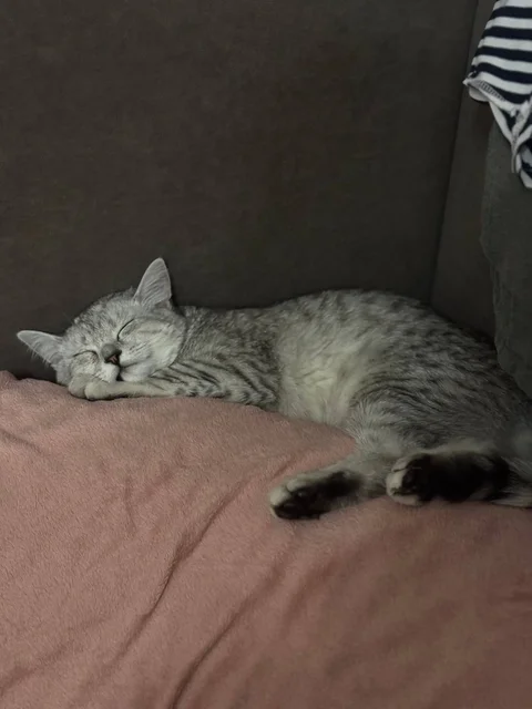 Пропал кот в Симферополе - Пропажа животных в Симферополь