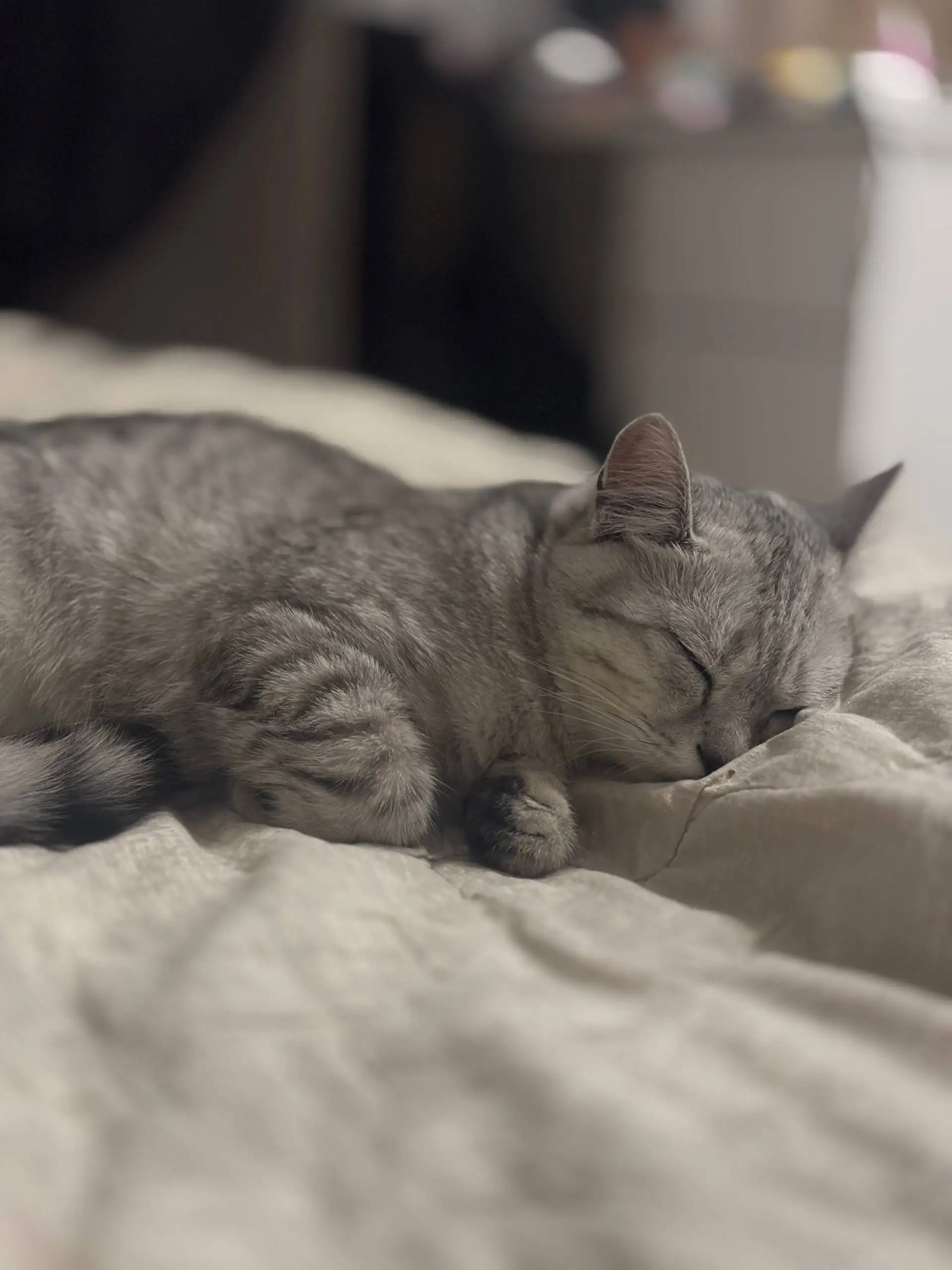 Пропал кот в Симферополе - Потерянные животные (Животные) в Симферополь