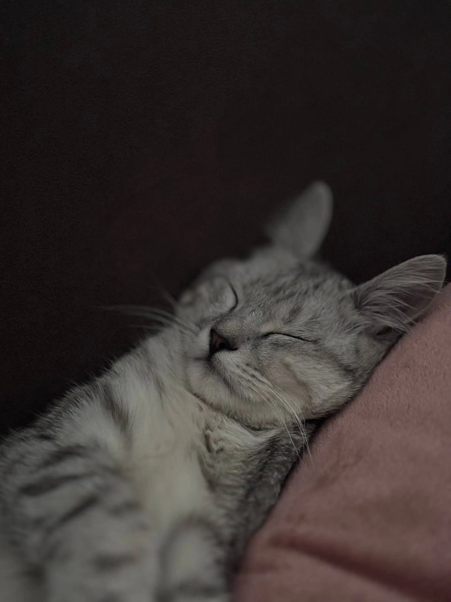 Пропал кот в Симферополе - Потерянные животные (Животные) в Симферополь