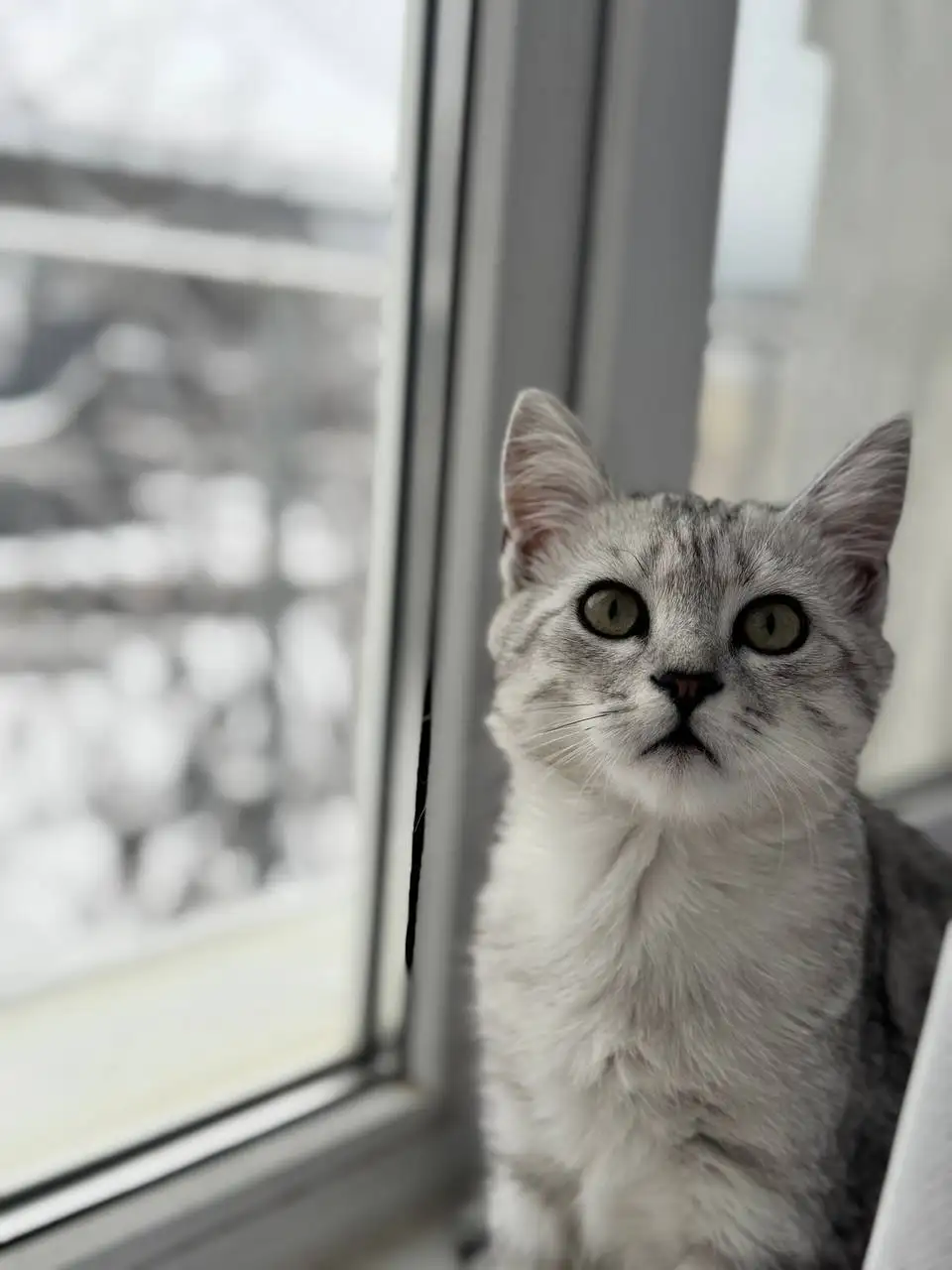 Пропал кот в Симферополе - Потерянные животные (Животные) в Симферополь