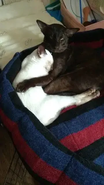 Пропал ориентальный кот Майкл в Симферопольском районе - Пропажа животных в Симферополь