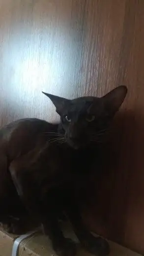 Пропал ориентальный кот Майкл в Симферопольском районе - Кошки (Животные) в Симферополь